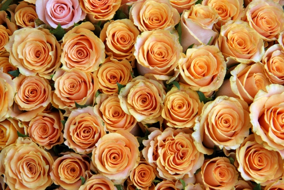 c9b5_rozes Dainorai (1)