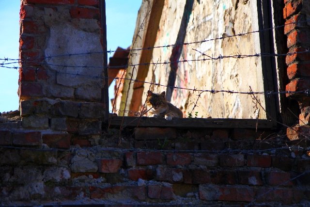 8b28_katins_original